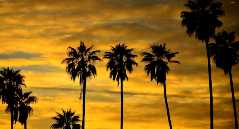 Tropical Island Sunset With Palm Trees Paystone